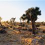 Joshua Tree Garden / Joshuatreezone19