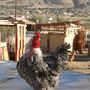 High Desert Gem - Fisher Family Desert Farm