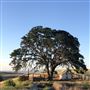 Enney Ranch @ Paso Robles