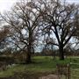 Sacramento River Bend