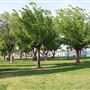 Olivehurst