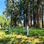 Camptonville