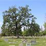 Sutter Cemetery