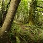 Azalea State Natural Reserve (SNR)