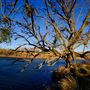 Bidwell-Sacramento River State Park (SP)