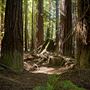 Navarro River Redwoods State Park (SP)