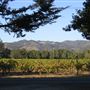 Hollyhock Country Ranch