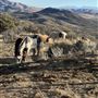 Animal Party Rescue and Sanctuary