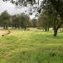 Red Thorne Ranch / The Barn Loft / Mini Petting Zoo