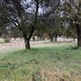 Red Thorne Ranch / The Barn Loft / Mini Petting Zoo