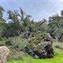 Canyon Ranch