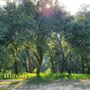 Bogart Regional Park