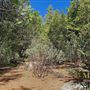 Idyllwild Regional Park