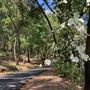 Meadowood Resort Napa Valley