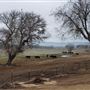 Kemper Campbell Ranch