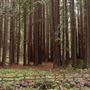 Forest of Nisene Marks State Park (SP), The