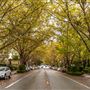 Walnut Avenue