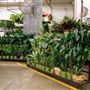 The Original Los Angeles Flower Market