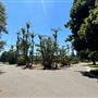 Lacy Park