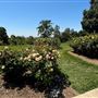 Huntington Library, Art Museum, and Botanical Gardens