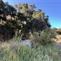 Malibu Creek State Park (SP)