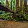 Butano State Park (SP)