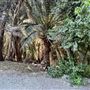 Orcutt Ranch Horticultural Center & Community Garden