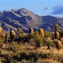 Providence Mountains State Recreation Area (SRA) / Mitchell Caverns