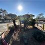 Cheviot Hills Park