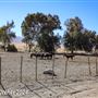 Tejon Ranch
