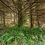 Azalea State Natural Reserve (SNR)