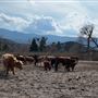 Twin Pines Ranch