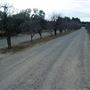 Calico Ranch Apple Orchard