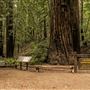 Armstrong Redwoods State Natural Reserve (SNR)