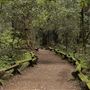 Armstrong Redwoods State Natural Reserve (SNR)