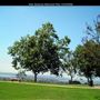 Kate Sessions Memorial Park