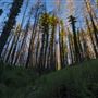 Big Basin Redwoods State Park (SP)