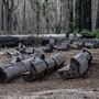 Big Basin Redwoods State Park (SP)