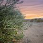 Morongo Valley Olive Ranch