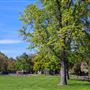 Community Park
