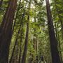 Armstrong Redwoods State Natural Reserve (SNR)