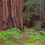 Armstrong Redwoods State Natural Reserve (SNR)