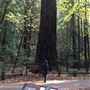 Armstrong Redwoods State Natural Reserve (SNR)
