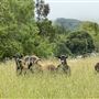 Horick Ranch