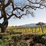 Santa Ynez