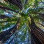 Forest of Nisene Marks State Park (SP), The