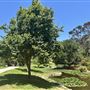 Kenneth Hahn State Recreational Area (SRA) administered by Los Angeles County