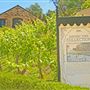 Buena Vista Winery