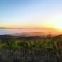 Cline Cellars