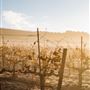 Cline Cellars